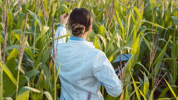 Wissenschaftlerin bei der Überprüfung von genverändertem Mais auf einem Feld