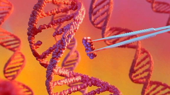 Eine Pinzette entfernt ein Segment aus einem Modell der DNA