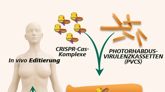 Das Bild zeigt einen Körper, in den CRISPR-CAS-Komplexe mittels PVCs eingebracht werden (schematische Darstellung) 