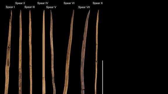 Acht Speere und sechs DPS aus Schöningen 13 II-4, die bis 2008 ausgegraben wurden, konnten sicher identifiziert werden.