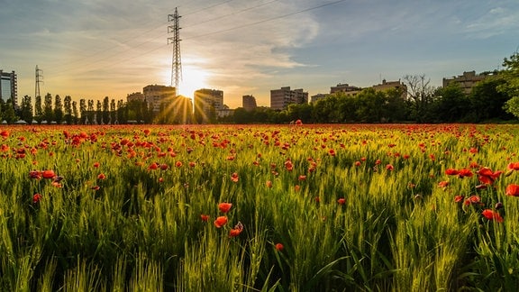 Getreidefeld kombiniert mit roten Mohnblüten, Gegenlicht untergehende Sonne, im Hintergrund städtische Gebäude und Stromleitungsmast