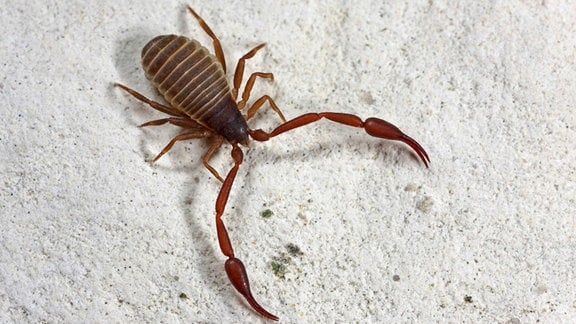 Bücherskorpion (Chelifer cancroides)