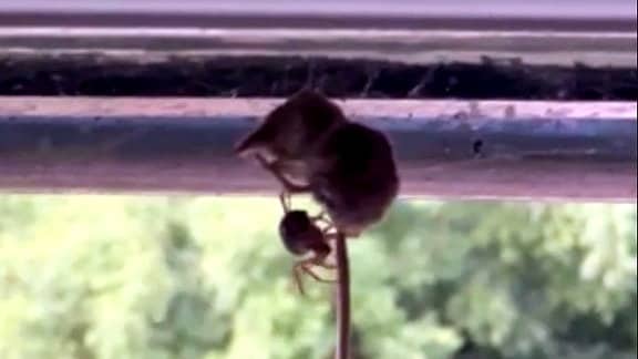 Eine Maus hängt in einem Spinnenetz unter einem Dachbalken.