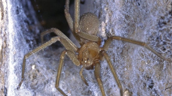 Loxosceles Laeta, chileneische Winkelspinne