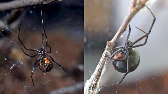 Spinnen - Schwarze Witwe rechts und Braune Witwe links