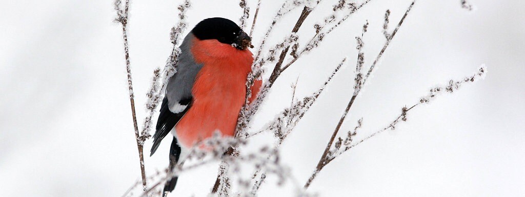 Weniger Wintervogel In Deutschland Mdr De