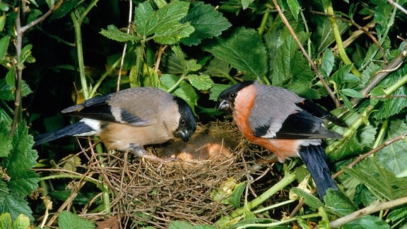 Gimpelpaar auf einem Nest