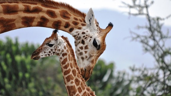 Eine Rothschild-Giraffe kümmert sich im Soysambu-Schutzgebiet in Kenia um ihr Junges.