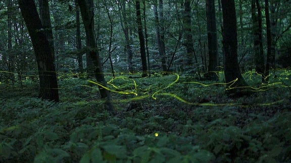 Lichtspuren fliegender Glühwürmchen im Unterholz eines nächtlichen Waldes