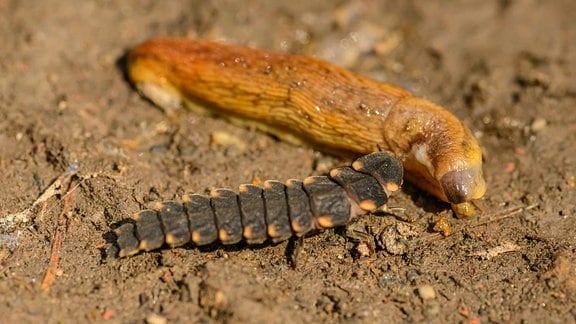 Larve des Großen Leuchtkäfers frisst Nacktschnecke