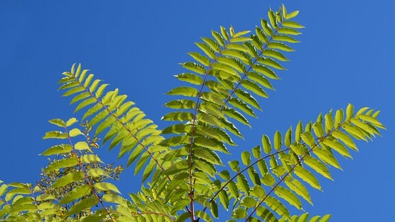 Grüne Blätter mit palmen-artigen Wedeln aber runderen Segmenten, vor blauem Himmel