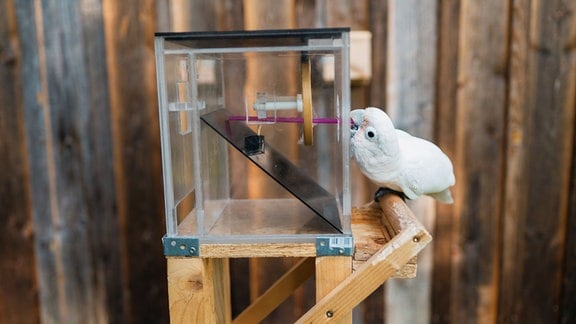 Ein weißer Papagei (Goffinkakadu) sitzt vor einem Kasten und fischt mit einem Plastikstrohhalm nach einem Cashewkern.