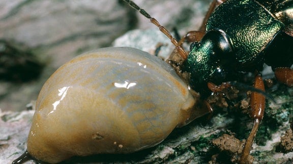 Laufkäfer frisst Nacktschnecke