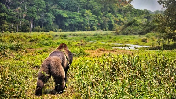 Auf allen Vieren laufender Flachlandgorilla vor Wiesenfläche, im Hintergrund tropischer Wald