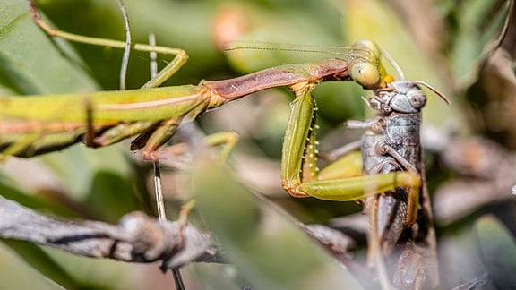 Eine Europäische Gottesanbeterin (mantis religiosa) hält zwischen ihren vorderbneinen ein anderes Insekt