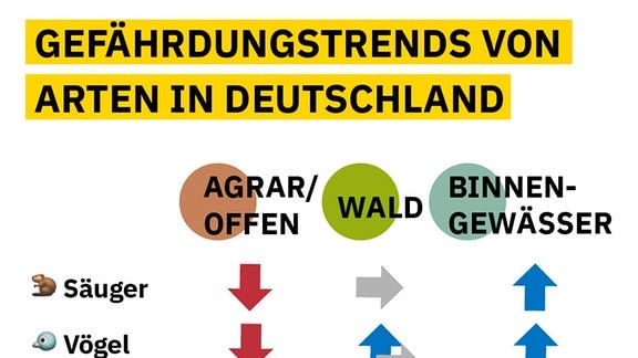 Tabelle zeigt verschiedene Klassen von Lebewesen wie Säugetiere un Pflanzne und die Lebensräume Agrar-/Offenland, Wald und Binnengewässer. Pfeile zeigen an vielen Stellen einen Trend zu höherer Gefährdung, positiver Trend bei Säugetieren und Vögeln bei Binnengewässern.