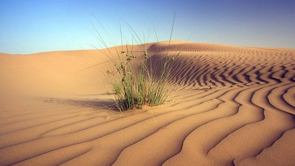 Grashalme in einer Wüstenlandschaft in Dubai