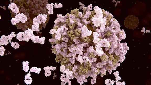 Zu sehen ist eine große, bräunlich Kugel (das Virus) sowie rosafarbene, dreiarmige Strukturen, die Antikörper darstellen sollen.