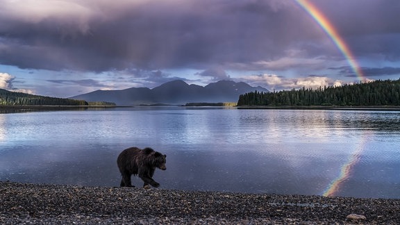 Grizzlybär an einem See, dahinter Berge und ein Regenbogen