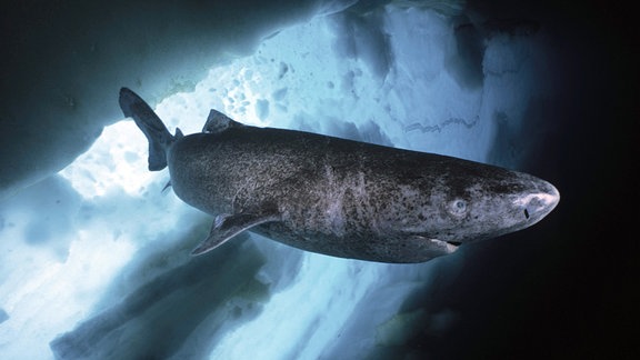 Grönlandhai (Somniosus microcephalus) 