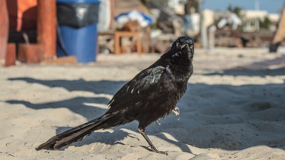 Schwarzer Vogel auf Sand, Seitenansicht aber Blick zur Kamera mit eindringlichem Blick. Im Hintergrund Strandbauten.