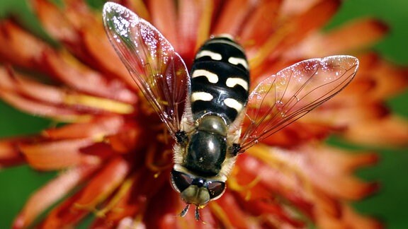 Späte Großstirnschwebfliege (Scaeva pyrastri)
