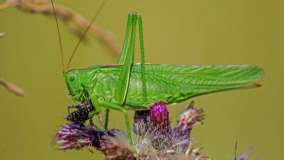 Ein grünes Heupferd (Tettigonia viridissima) frisst.