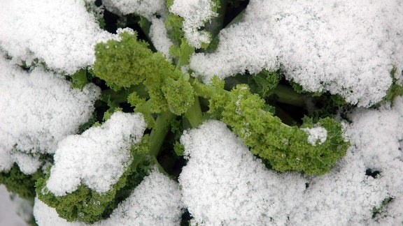 Grünkohl im Schnee