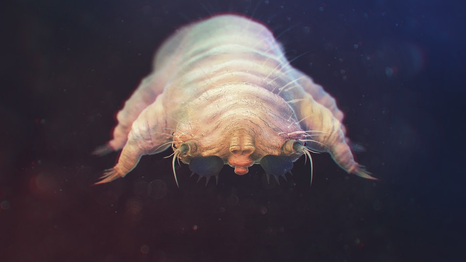 Immer-nachts-Diese-kleinen-Milben-haben-Sex-auf-unserer-Haut