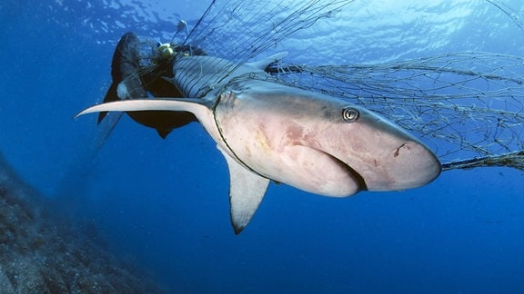 Ein toter Galapagoshaie (Carcharhinus galapagensis) im verwaistem Fischernetz.