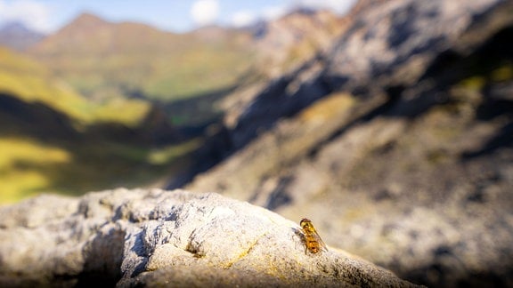 Dieses von der University of Exeter zur Verfügung gestellte Foto zeigt eine Hainschwebfliege (Episyrphus balteatus) am Gebirgspass Puerto de Bujaruelo.