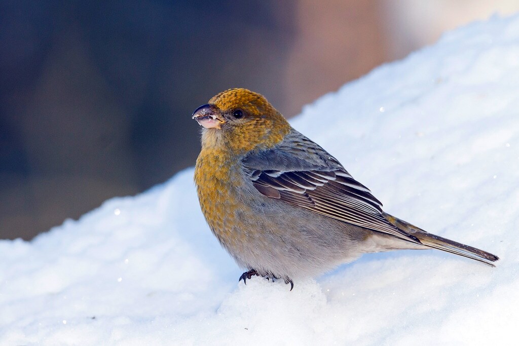 Vogelzahlung Neue Im Garten Mdr De