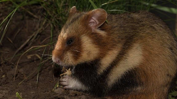 Ein Hamster hält etwas zwischen den Vorderpfoten