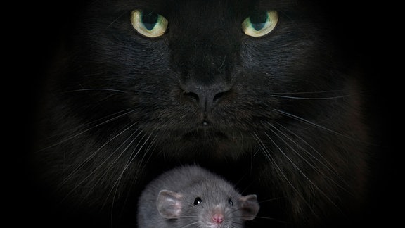 Junge Ratte vor schwarzer Katze