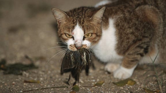 Hauskatze frisst Vogel