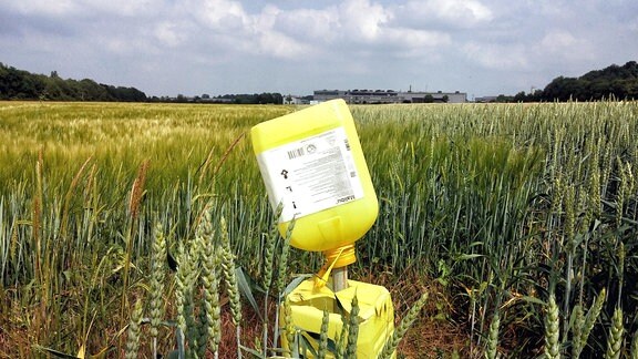 Getreidefeld mit halbhohem Getreide, darin zwei leere, kaputte Herbizid-Kanister übereinander auf einem Pfahl.