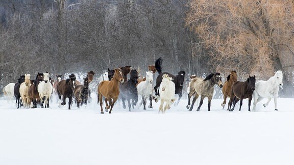 Pferde unterschiedlicher Farbe rennen in einer Herde Richtung Kamera. Winterliche Stimmung mit Schneedecke.