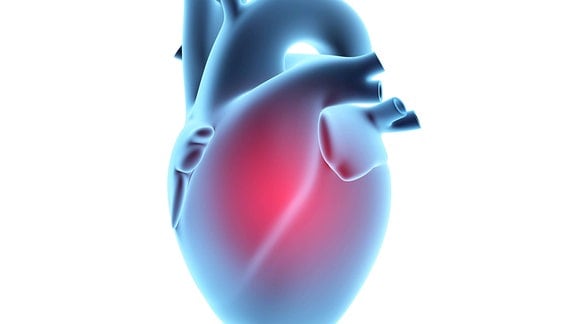 Grafische Darstellung der Herzorgans in blau. Der Herzbeutel ist rot eingefärbt.