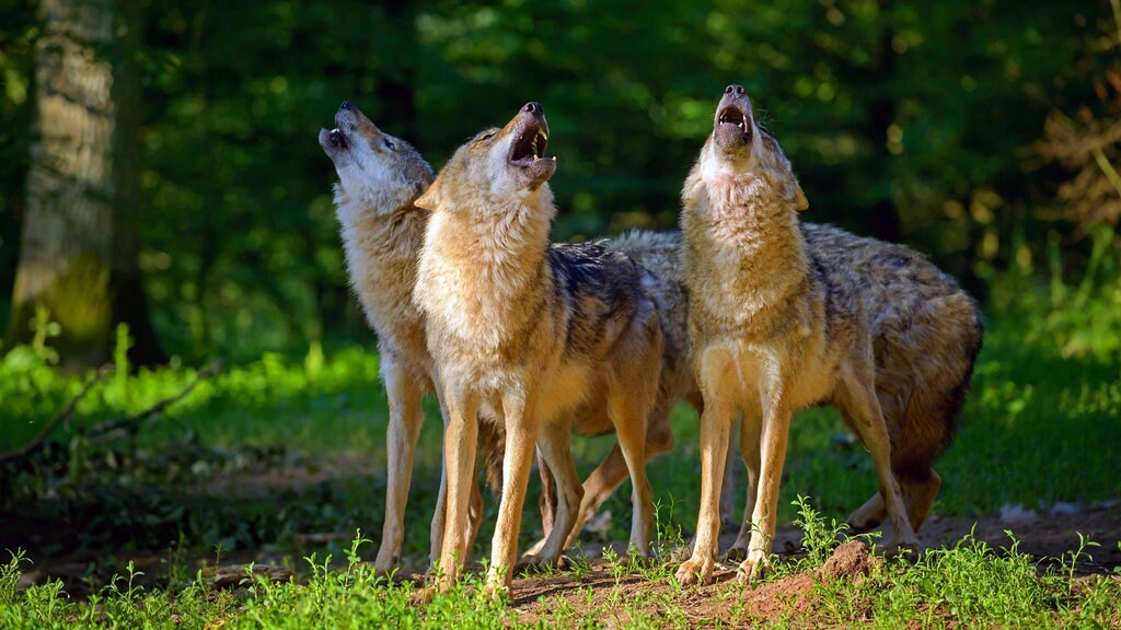 Werden Wolfe Das Erzgebirge Erobern Auf Spurensuche In Den Bergen Mdr De