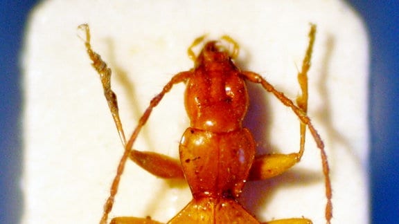 Das Foto zeigt einen Anophthalmus hitleri, einen «Hitler-Käfer» unter einem Mikroskop