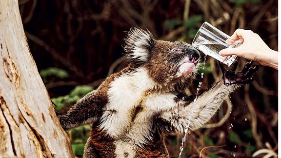 Das Bild zeigt einen Koalabären, der sich einer menschlichen Hand mit einem Wasserglas entgegenstreckt und geduldig darauf wartet, durch das Wasser gekühlt zu werden.