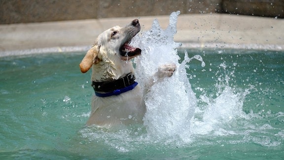 Ein Hund spielt im Wasser.