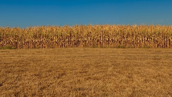 Frontalansicht: Gold-gelbes, trockenes Maisfeld vor blauem Himmel, trockener Grasboden oder abgemähter Boden im Vordergrund