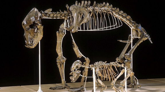 Skelette eines erwachsenen Höhlenbären und eines Jungtieres