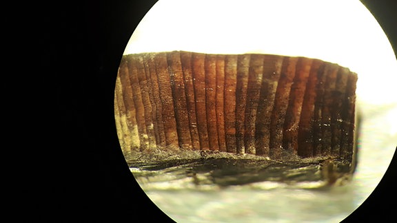 Mikroskopische Aufnahme eines Holzfragments aus den nordischen Schichten in L'Anse aux Meadows