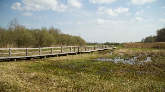 Holzsteg durchs Moor