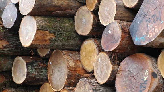 Abgesägte Holzstämme, die auf einen Haufen gestapelt sind. 