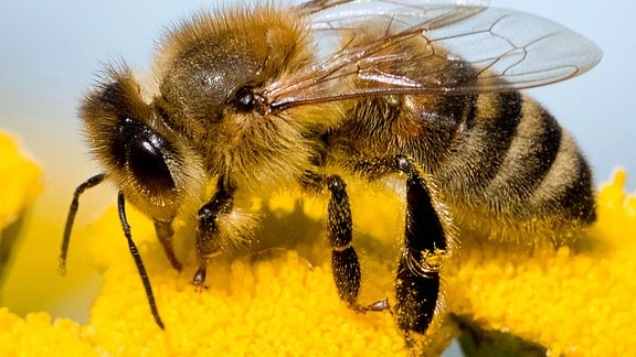 Gemeine Honigbiene (Apis mellifera mellifera), auf Rainfarn