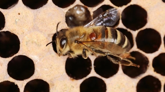 Varroamilbe sitzt auf einer Honigbiene