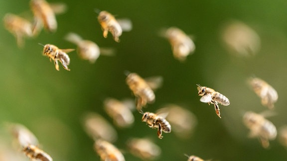 Bienen fliegen zu Bienenstöcken an einem Waldrand.